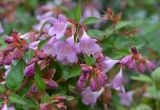 Issue de la collaboration Inra/Sapho, cette nouvelle variété d'Abelia PINK PONG® est très florifère sur une longue période. © Sapho