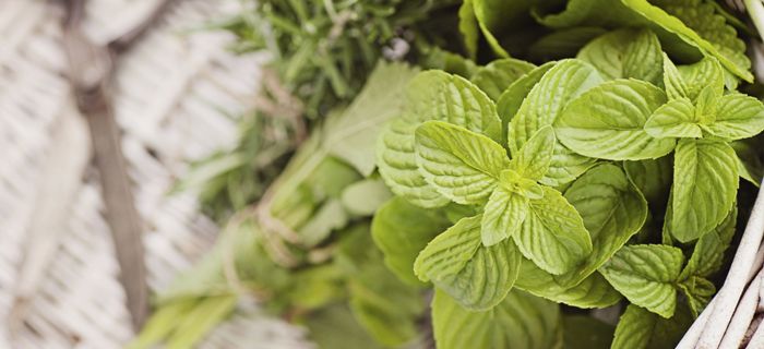 Les plantes aromatiques et médicinales bénéficient tant à l’industrie pharmaceutique qu’à l’industrie alimentaire.