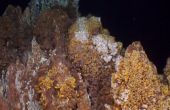 Ces modioles profondes (Bathymodiolus) sont accrochées aux parois des cheminées hydrothermales du site de Lucky Strike (- 1 700 m) au sud des Açores. © : IFREMER