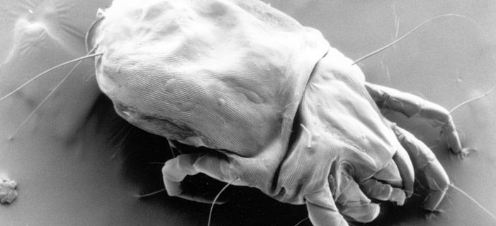 Invisible à l’œil nu, l’acarien des poussières (Dermatophagoides pteronyssinus) vit en colonie de plusieurs milliers d’individus. © Matt Colloff CSIRO.